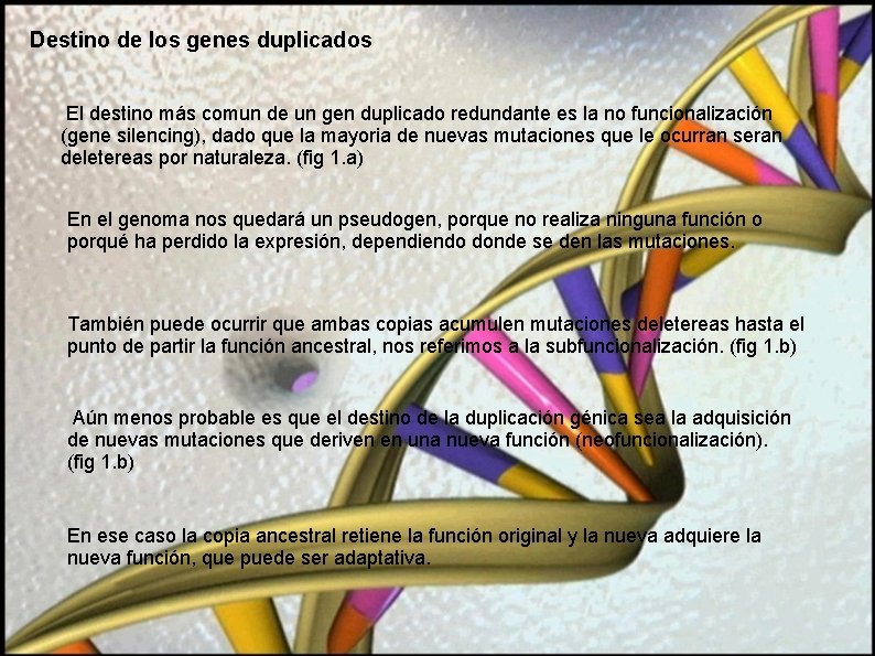 Destino de los genes duplicados El destino más comun de un gen duplicado redundante