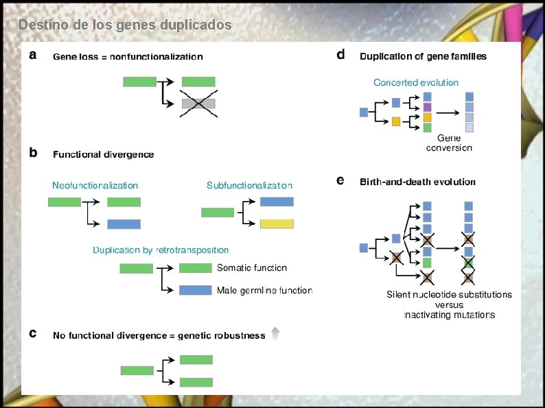 Destino de los genes duplicados 