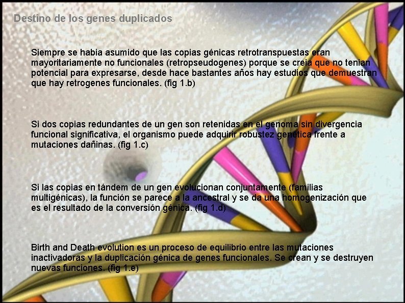 Destino de los genes duplicados Siempre se habia asumido que las copias génicas retrotranspuestas