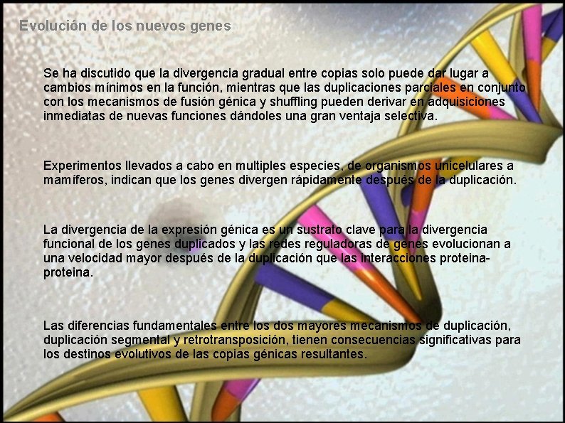 Evolución de los nuevos genes Se ha discutido que la divergencia gradual entre copias