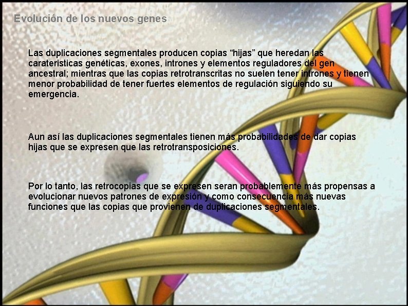 Evolución de los nuevos genes Las duplicaciones segmentales producen copias “hijas” que heredan las