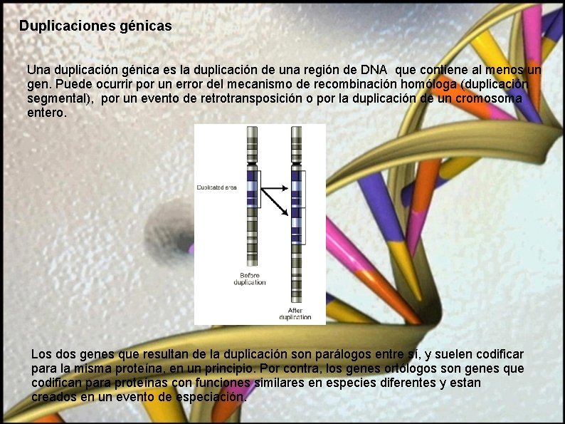 Duplicaciones génicas Una duplicación génica es la duplicación de una región de DNA que