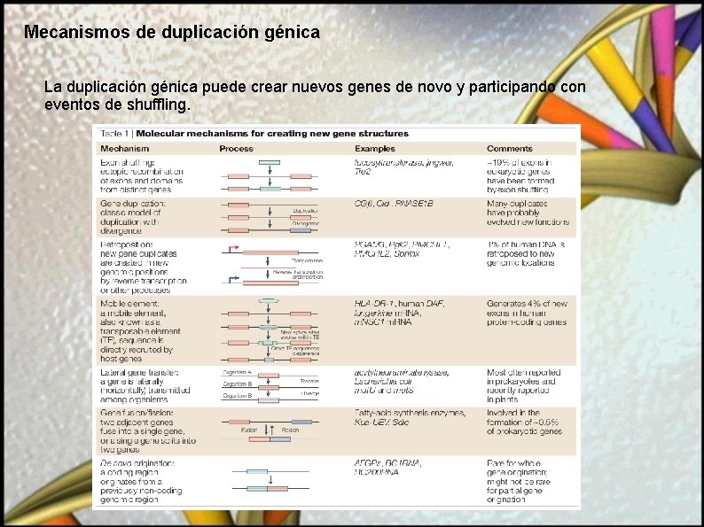 Mecanismos de duplicación génica La duplicación génica puede crear nuevos genes de novo y