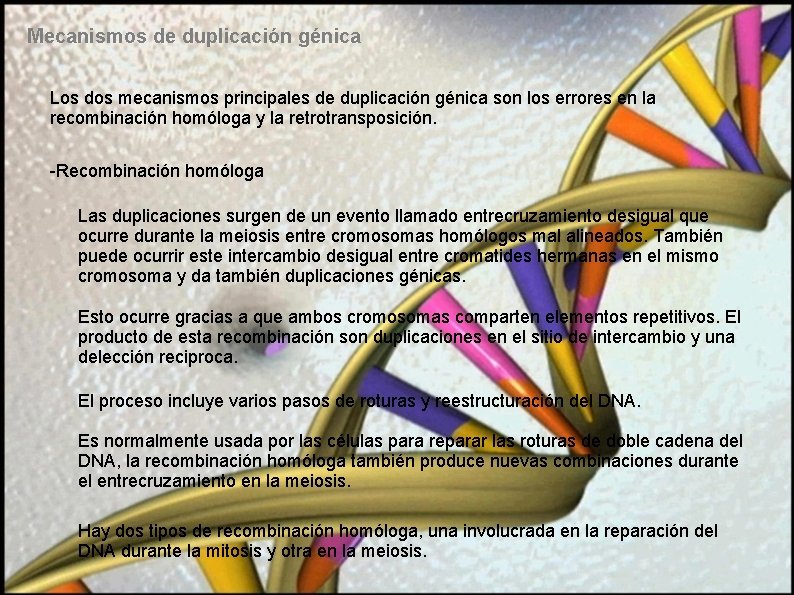 Mecanismos de duplicación génica Los dos mecanismos principales de duplicación génica son los errores