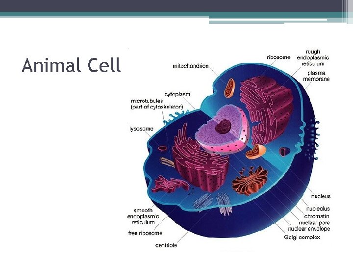 Animal Cell 
