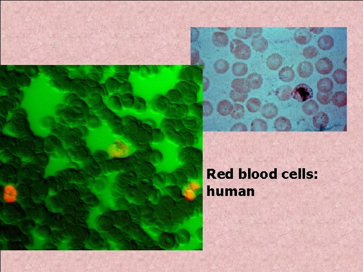 Red blood cells: human 