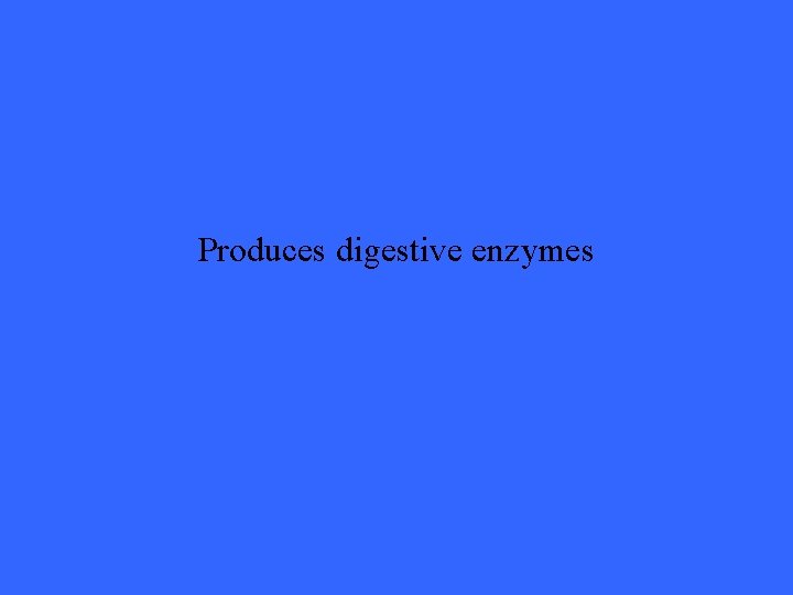 Produces digestive enzymes 