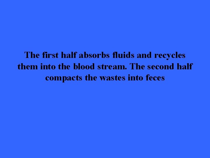 The first half absorbs fluids and recycles them into the blood stream. The second