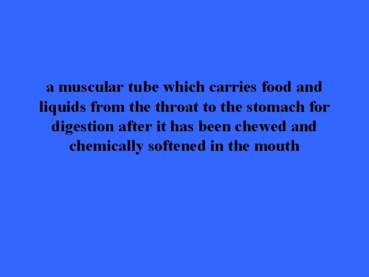 a muscular tube which carries food and liquids from the throat to the stomach