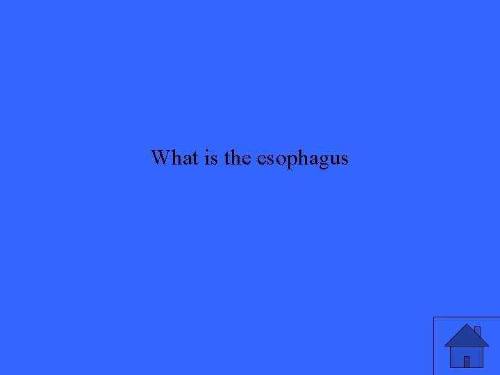 What is the esophagus 