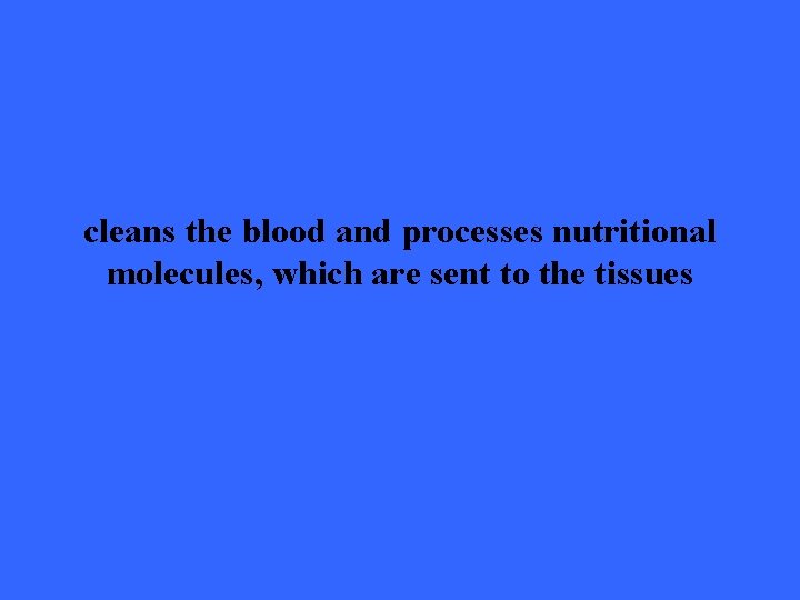 cleans the blood and processes nutritional molecules, which are sent to the tissues 