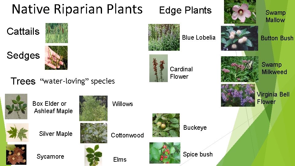 Native Riparian Plants Cattails Edge Plants Blue Lobelia Swamp Mallow Button Bush Sedges Trees