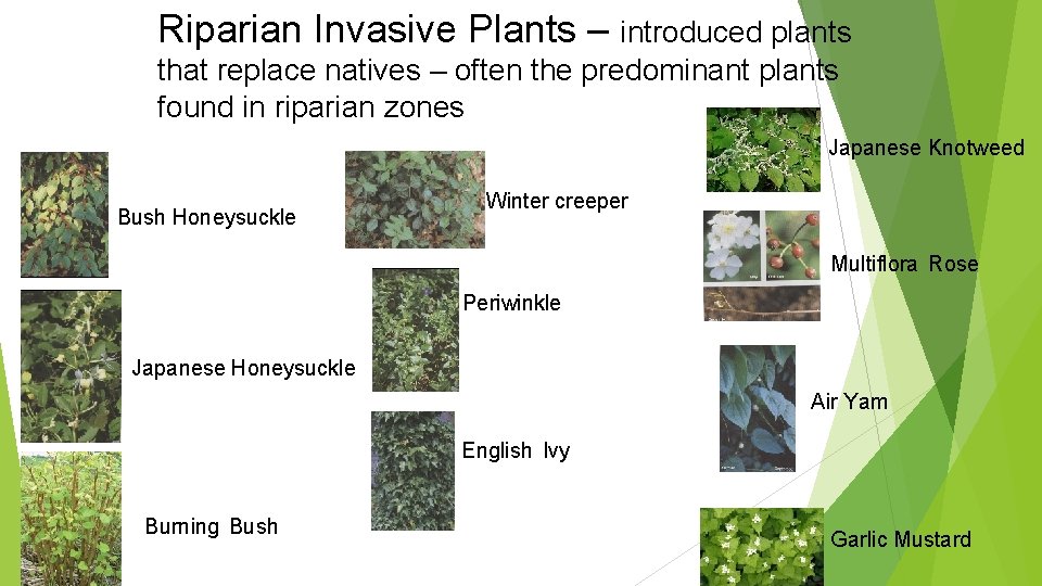 Riparian Invasive Plants – introduced plants that replace natives – often the predominant plants