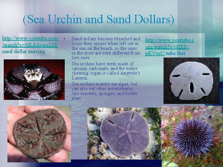 (Sea Urchin and Sand Dollars) http: //www. youtube. com /watch? v=SRAfjvws 13 E sand