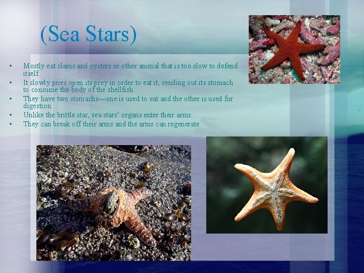 (Sea Stars) • • • Mostly eat clams and oysters or other animal that