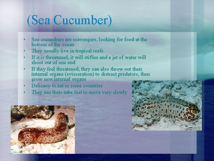 (Sea Cucumber) • • • Sea cucumbers are scavengers, looking for food at the