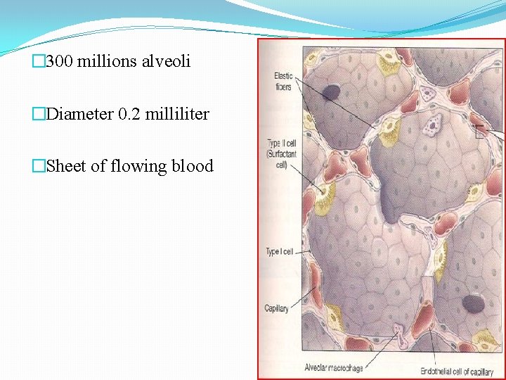 � 300 millions alveoli �Diameter 0. 2 milliliter �Sheet of flowing blood 