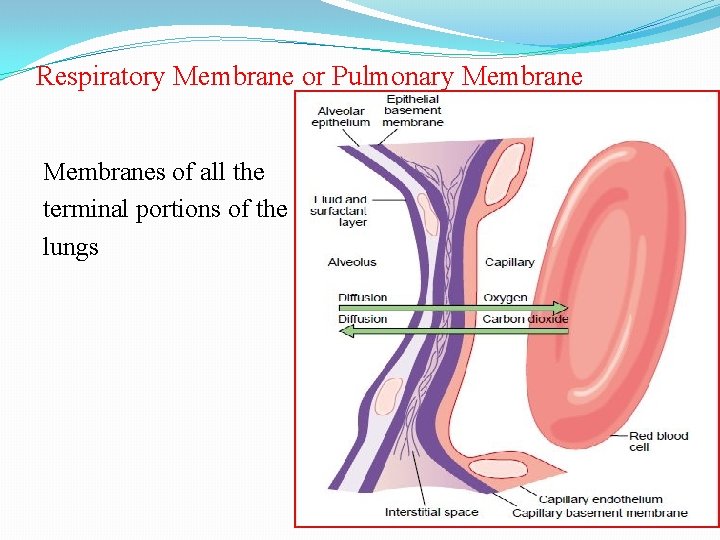 Respiratory Membrane or Pulmonary Membranes of all the terminal portions of the lungs 