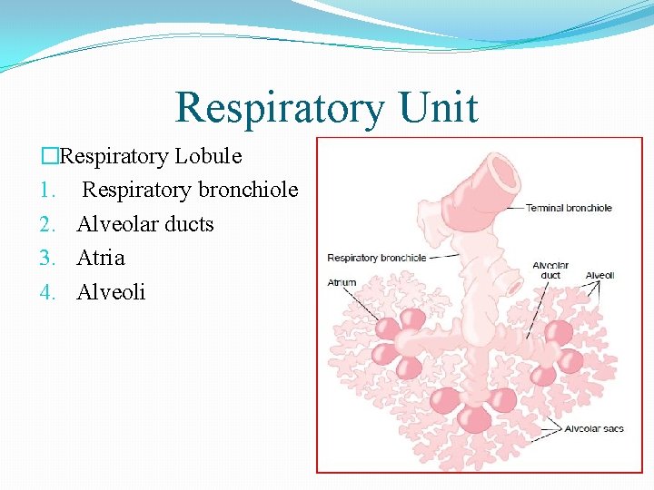 Respiratory Unit �Respiratory Lobule 1. Respiratory bronchiole 2. Alveolar ducts 3. Atria 4. Alveoli