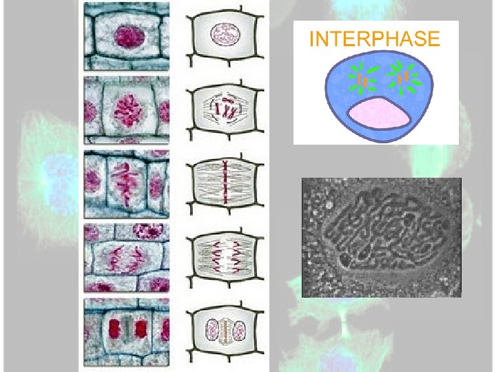 Ch 10 The Cell Growth and Division How