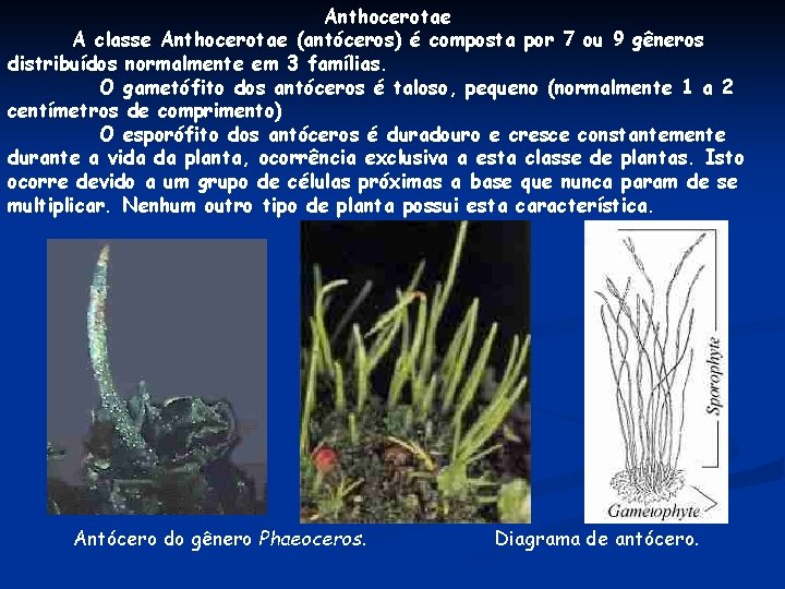 Anthocerotae A classe Anthocerotae (antóceros) é composta por 7 ou 9 gêneros distribuídos normalmente