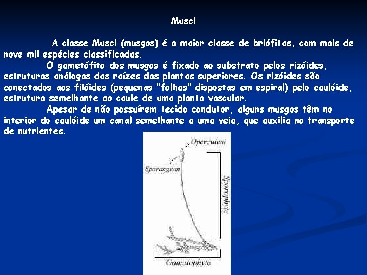 Musci A classe Musci (musgos) é a maior classe de briófitas, com mais de Musci A classe Musci (musgos) é a maior classe de briófitas, com mais de