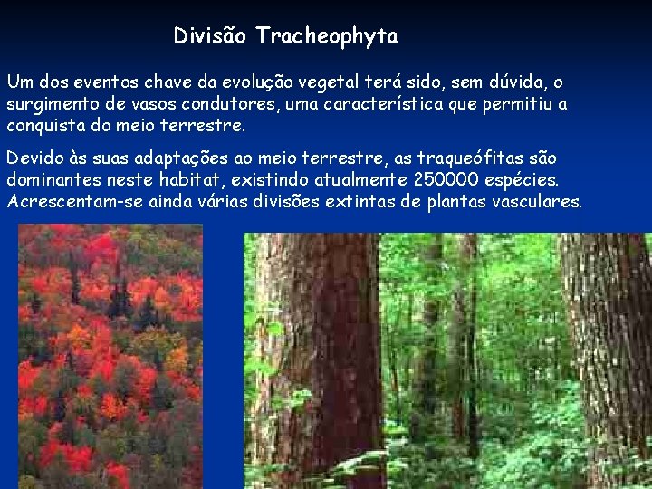 Divisão Tracheophyta Um dos eventos chave da evolução vegetal terá sido, sem dúvida, o