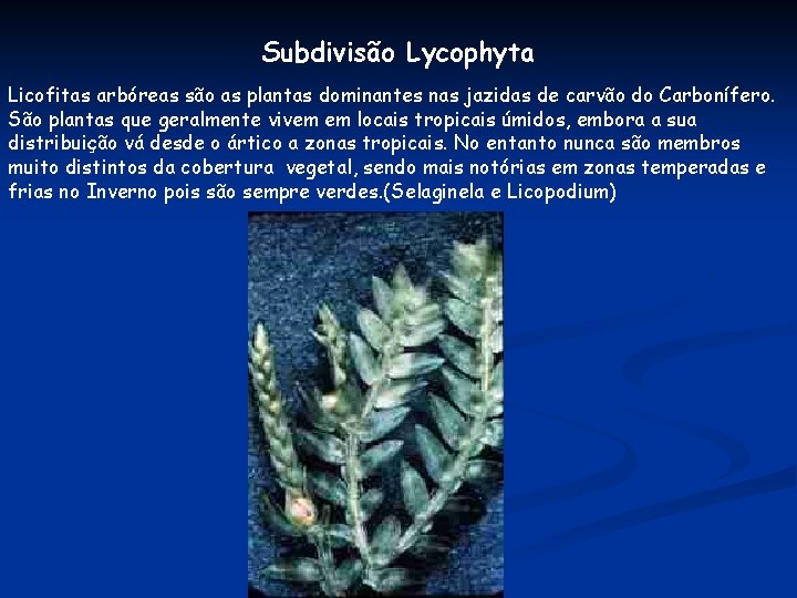 Subdivisão Lycophyta Licofitas arbóreas são as plantas dominantes nas jazidas de carvão do Carbonífero.