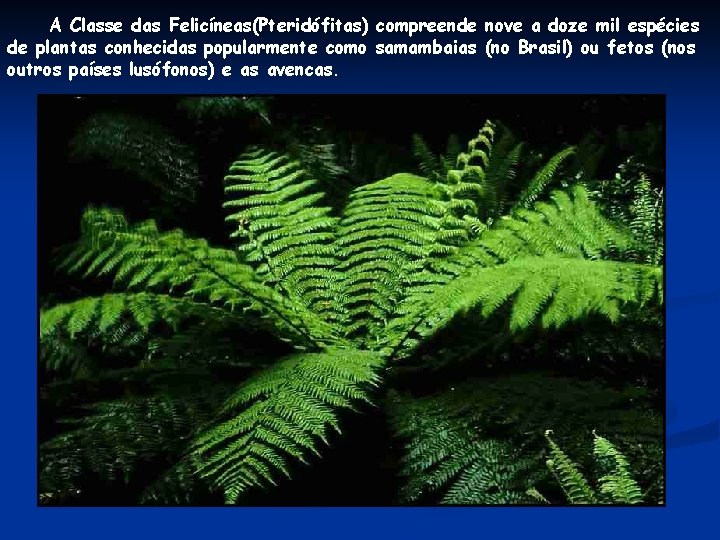 A Classe das Felicíneas(Pteridófitas) compreende nove a doze mil espécies de plantas conhecidas popularmente