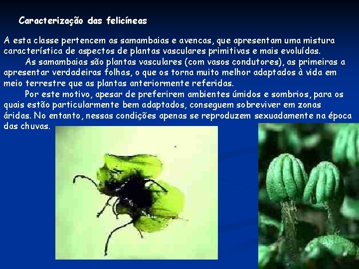 Caracterização das felicíneas A esta classe pertencem as samambaias e avencas, que apresentam uma Caracterização das felicíneas A esta classe pertencem as samambaias e avencas, que apresentam uma