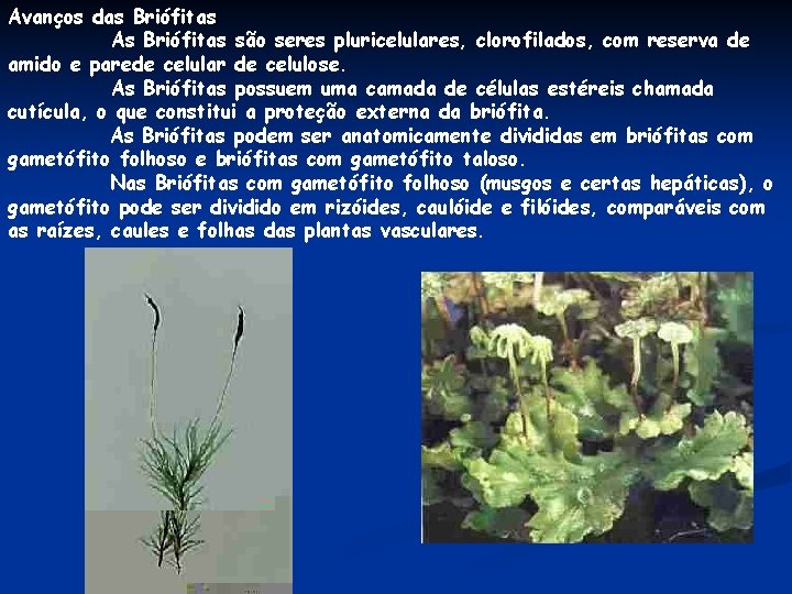 Avanços das Briófitas As Briófitas são seres pluricelulares, clorofilados, com reserva de amido e Avanços das Briófitas As Briófitas são seres pluricelulares, clorofilados, com reserva de amido e
