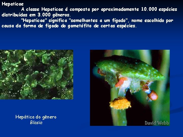 Hepaticae A classe Hepaticae é composta por aproximadamente 10. 000 espécies distribuídas em 3. Hepaticae A classe Hepaticae é composta por aproximadamente 10. 000 espécies distribuídas em 3.