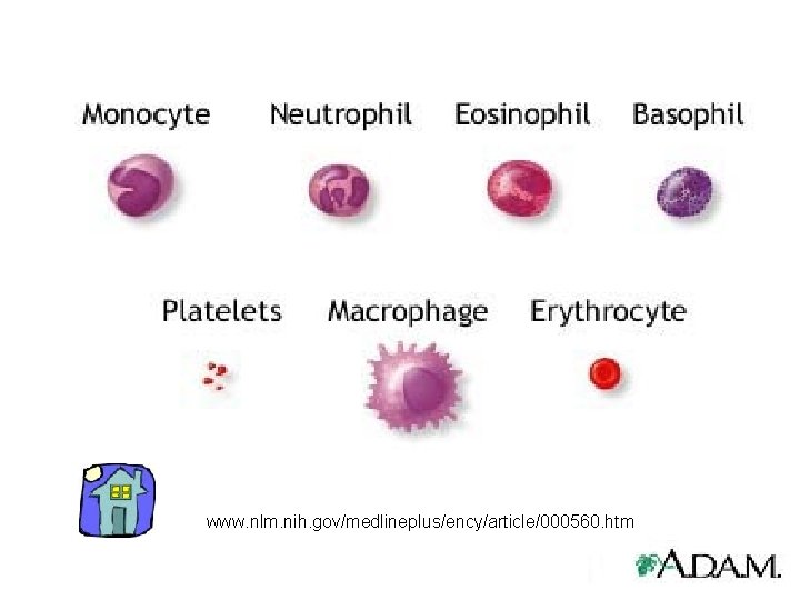 www. nlm. nih. gov/medlineplus/ency/article/000560. htm 