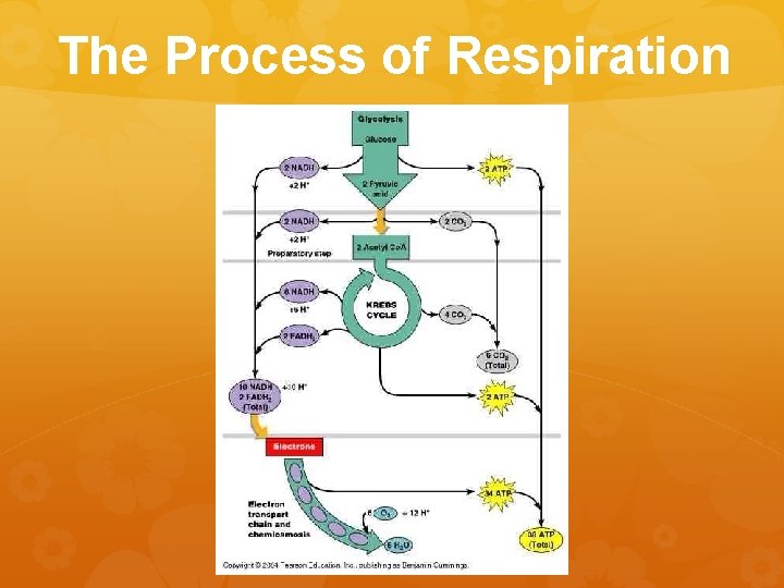 Respiration Path Notes Living Organisms Energy Moretz biology 2017 Lecture Outline