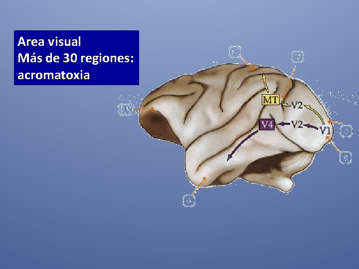 Area visual Más de 30 regiones: acromatoxia 