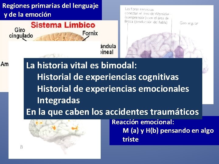 Regiones primarias del lenguaje y de la emoción La historia vital es bimodal: Historial