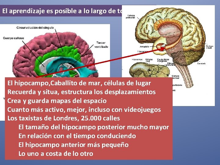 El aprendizaje es posible a lo largo de toda la vida El hipocampo, Caballito