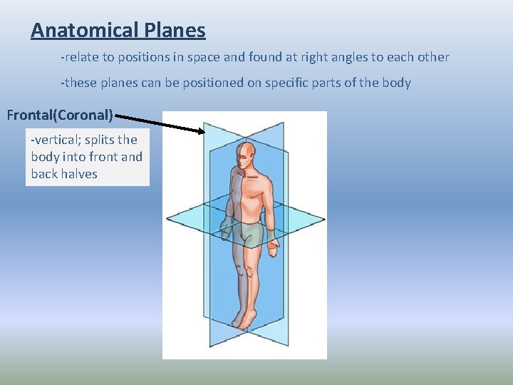 Anatomical Planes -relate to positions in space and found at right angles to each