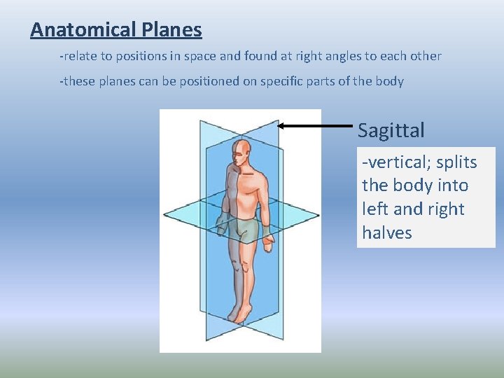 Anatomical Planes -relate to positions in space and found at right angles to each