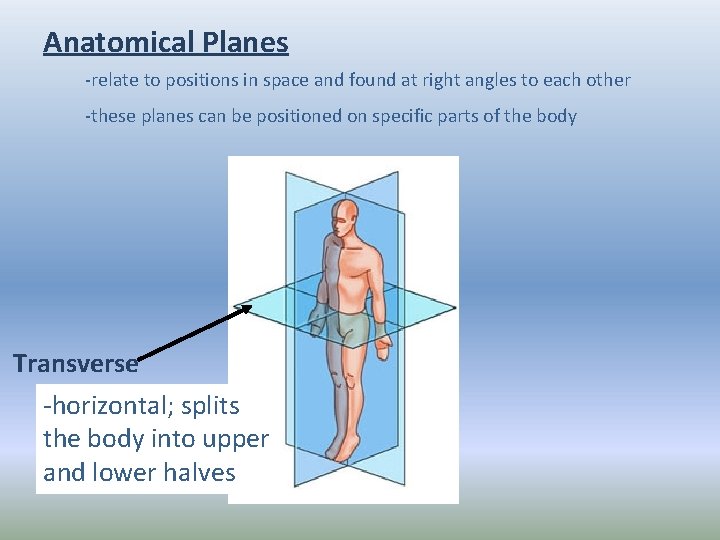 Anatomical Planes -relate to positions in space and found at right angles to each