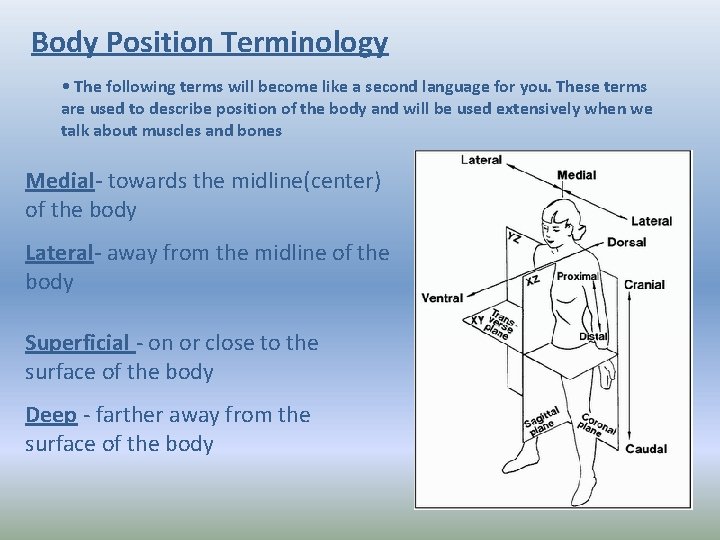 Body Position Terminology • The following terms will become like a second language for Body Position Terminology • The following terms will become like a second language for