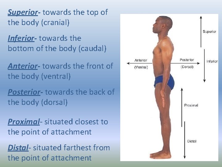 Superior- towards the top of the body (cranial) Inferior- towards the bottom of the