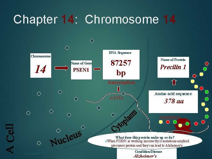 Chapter 14: Chromosome 14 DNA Sequence Chromosome 14 Name of Gene PSEN 1 Name