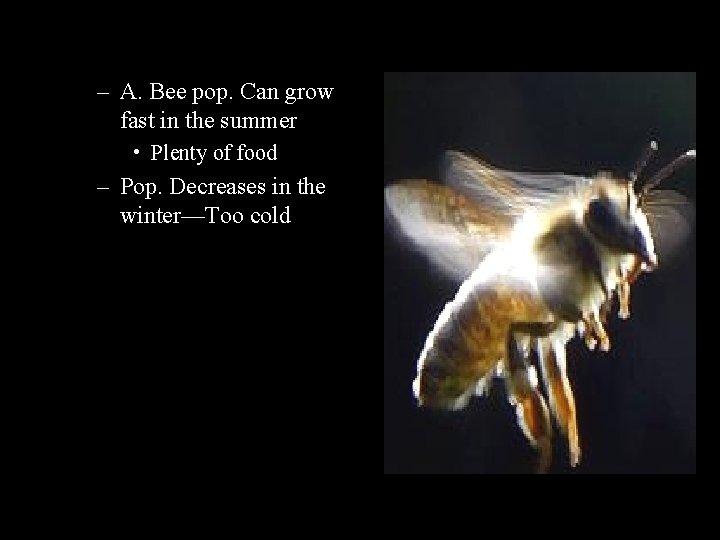 – A. Bee pop. Can grow fast in the summer • Plenty of food