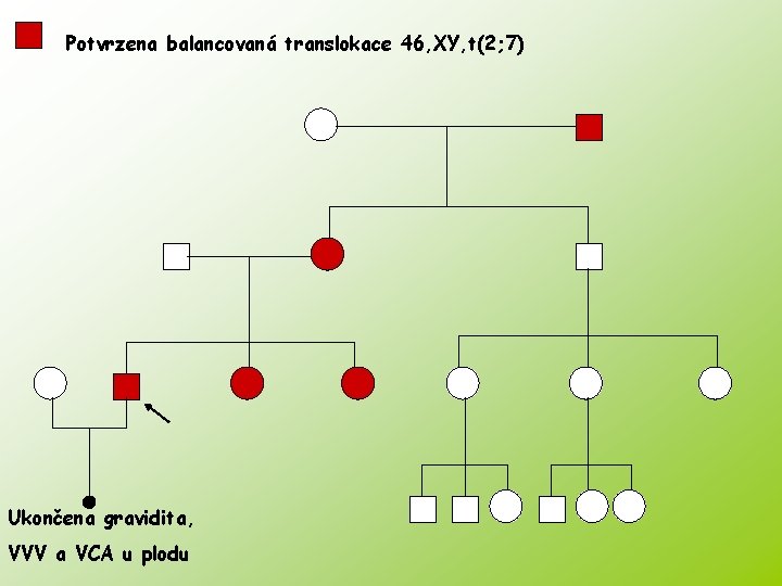 Potvrzena balancovaná translokace 46, XY, t(2; 7) Ukončena gravidita, VVV a VCA u plodu