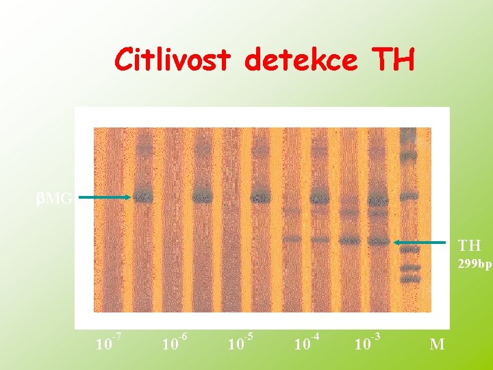 Citlivost detekce TH MG TH 299 bp -7 10 10 -6 10 -5 10