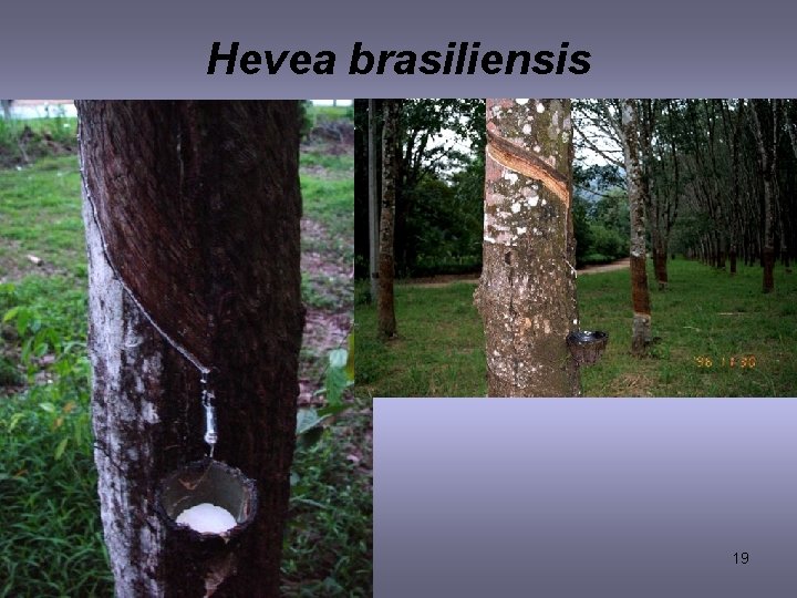 Hevea brasiliensis 19 