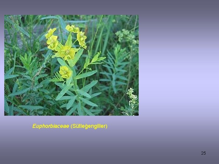 Euphorbiaceae (Sütleğengiller) 25 