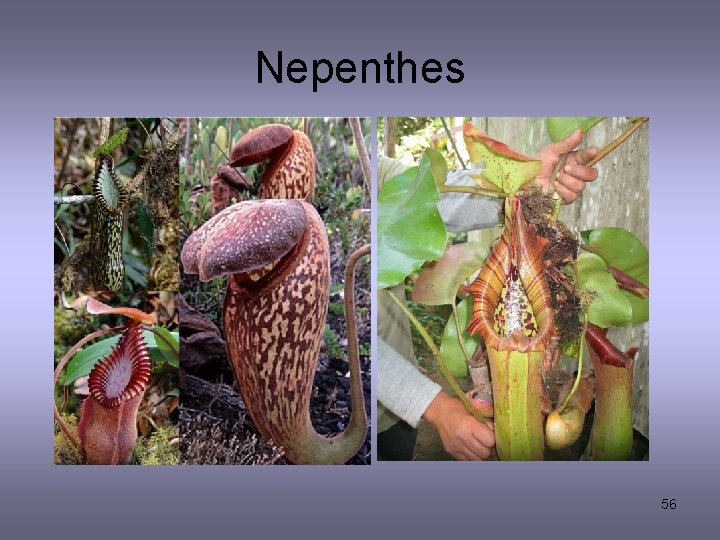Nepenthes 56 