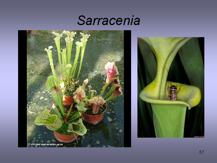 Sarracenia 57 